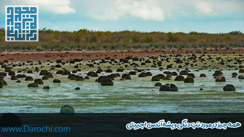 همه چیز در مورد تب دنگی و پشه آئدس اجیپتی
