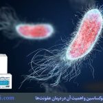 آشنایی با قرص سیپروفلوکساسین و اهمیت آن در درمان عفونت‌ها