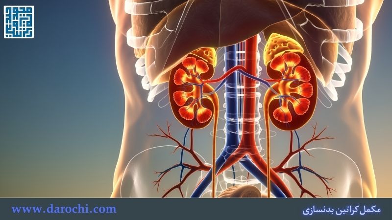 مکمل کراتین و مشکلات کلیوی