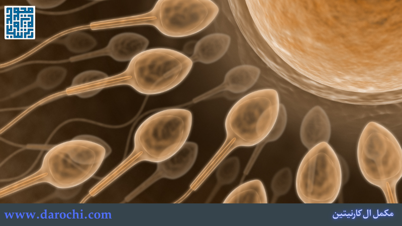 آیا ال کارنیتین برای حرکت اسپرم مؤثر است؟